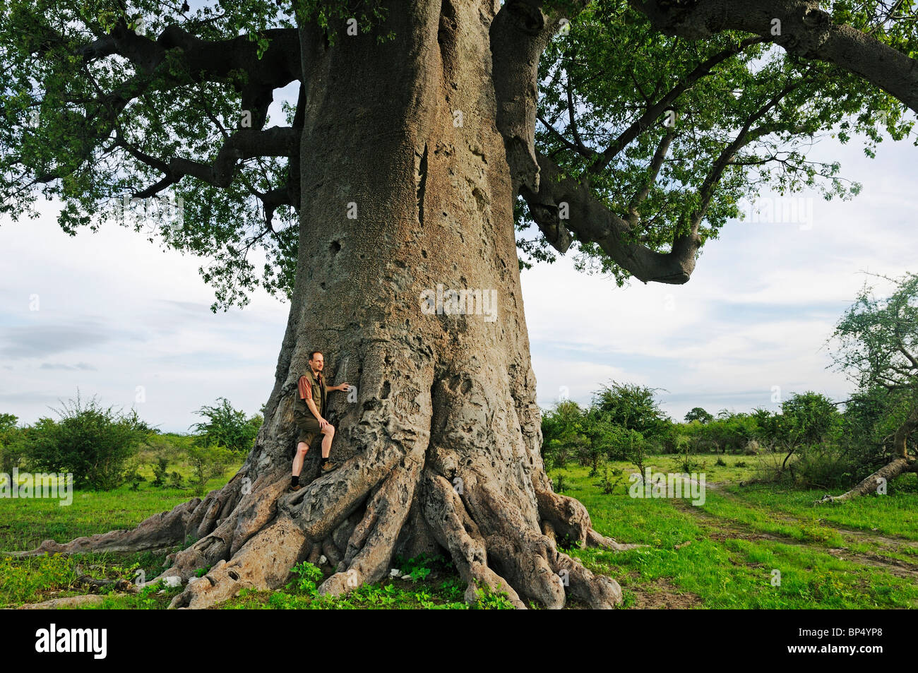 El hombre se halla en las raíces de un árbol baobab (Adansonia digitata), Planet baobab, Makgadikgadi Pan, Botswana, África Foto de stock