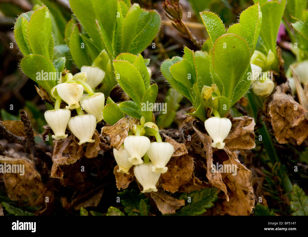 Arctic gayuba, Arctostaphylos alpinus = Arctous alpinus en flor. Rara en el norte de Gran Bretaña. Foto de stock