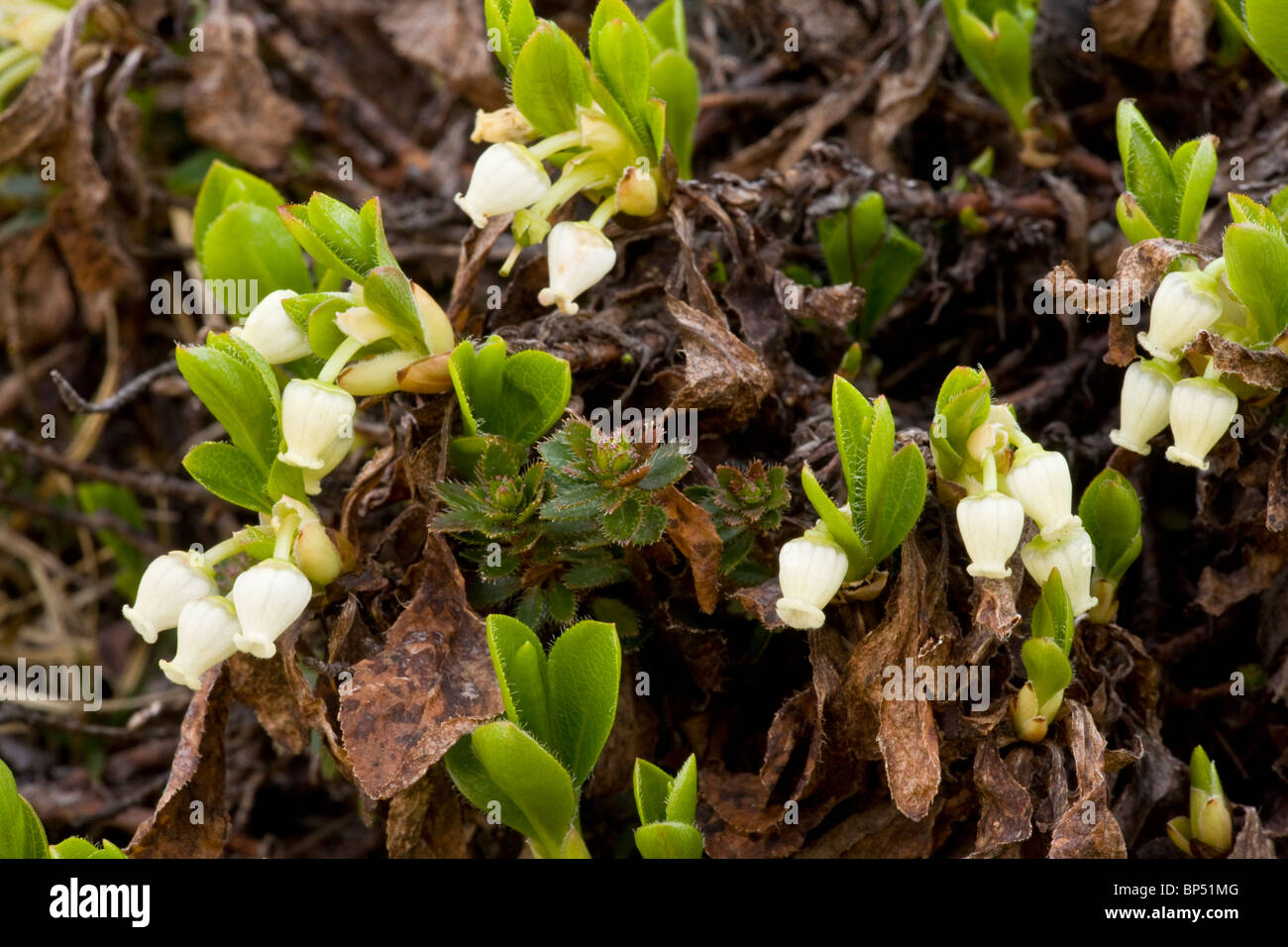 Arctic gayuba, Arctostaphylos alpinus = Arctous alpinus en flor. Rara en el norte de Gran Bretaña. Foto de stock