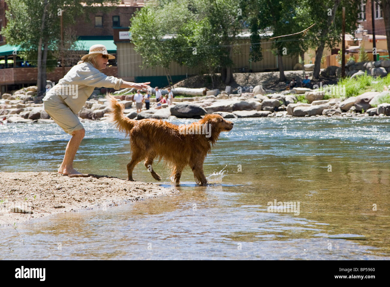 Mujer lanzando un palo para su Golden Retriever perro trajera en el río Arkansas, Salida, Colorado, EE.UU. Foto de stock