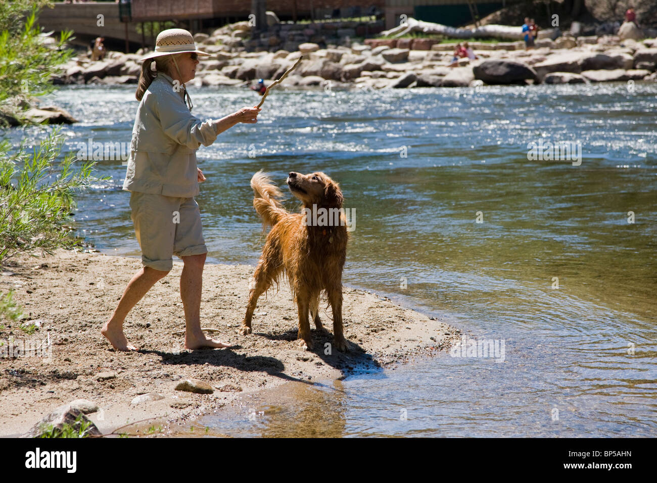Mujer lanzando un palo para su Golden Retriever perro trajera en el río Arkansas, Salida, Colorado, EE.UU. Foto de stock