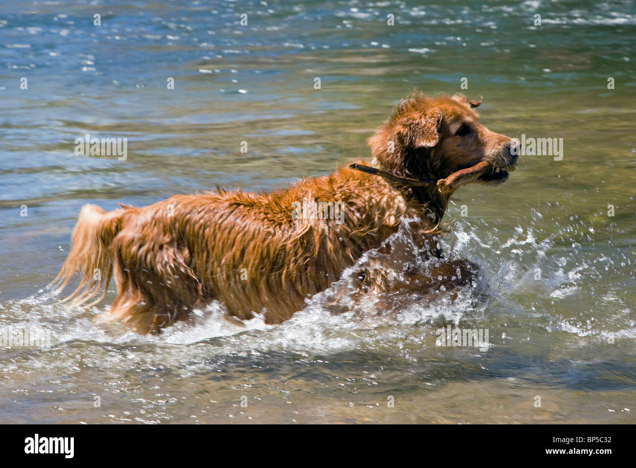 Perro Golden Retriever recuperando un palo, mientras que nadar en el río Arkansas, Salida, Colorado, EE.UU. Foto de stock