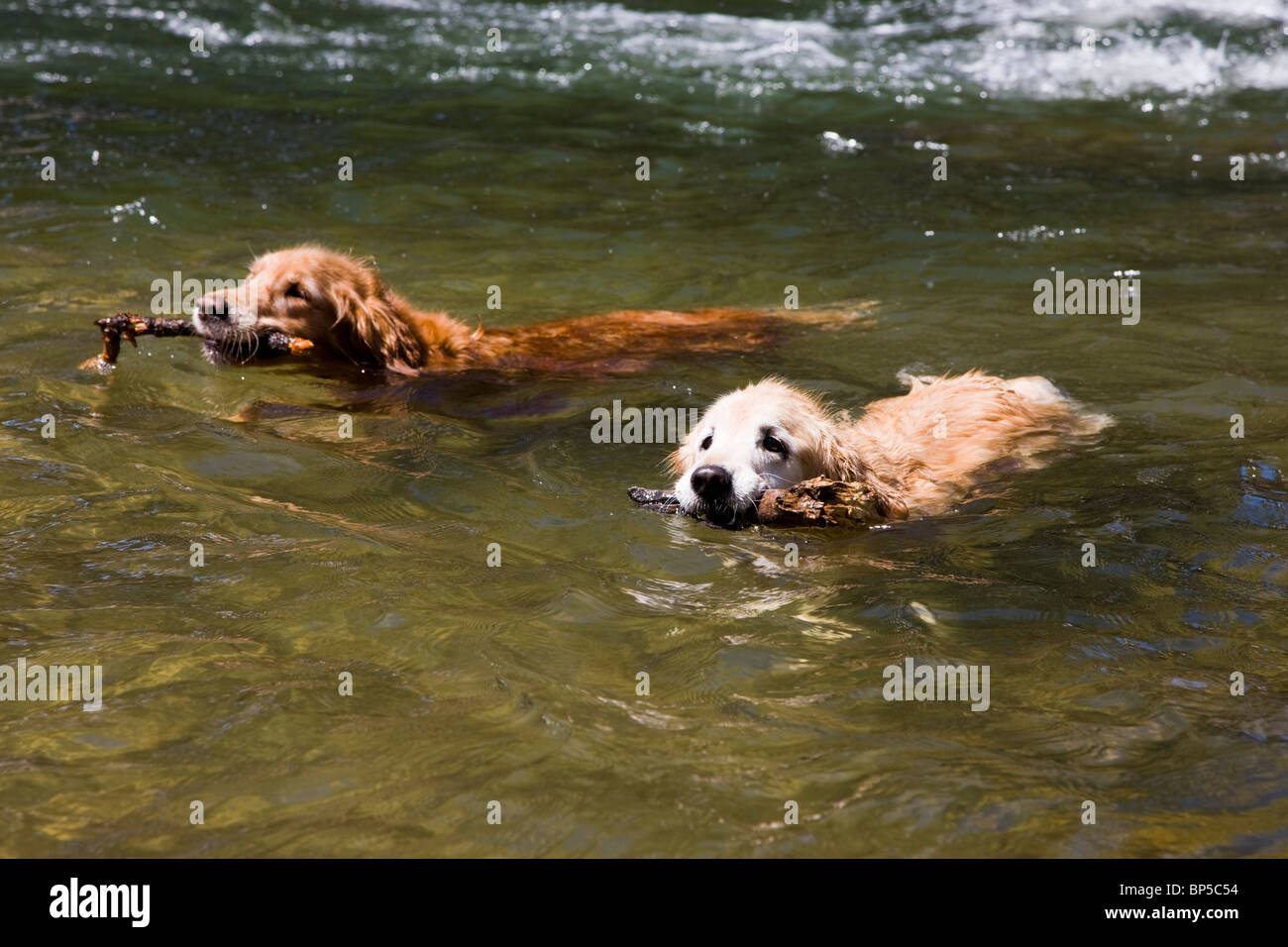 Dos Golden Retriever perros recuperando palos mientras nadaban en el río Arkansas, Salida, Colorado, EE.UU. Foto de stock