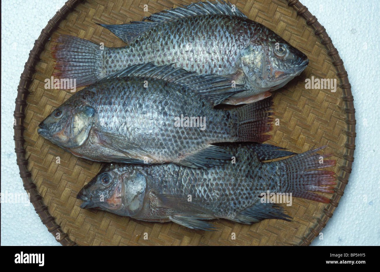 Pescado tilapia del mar de galilea fotografías e imágenes de alta