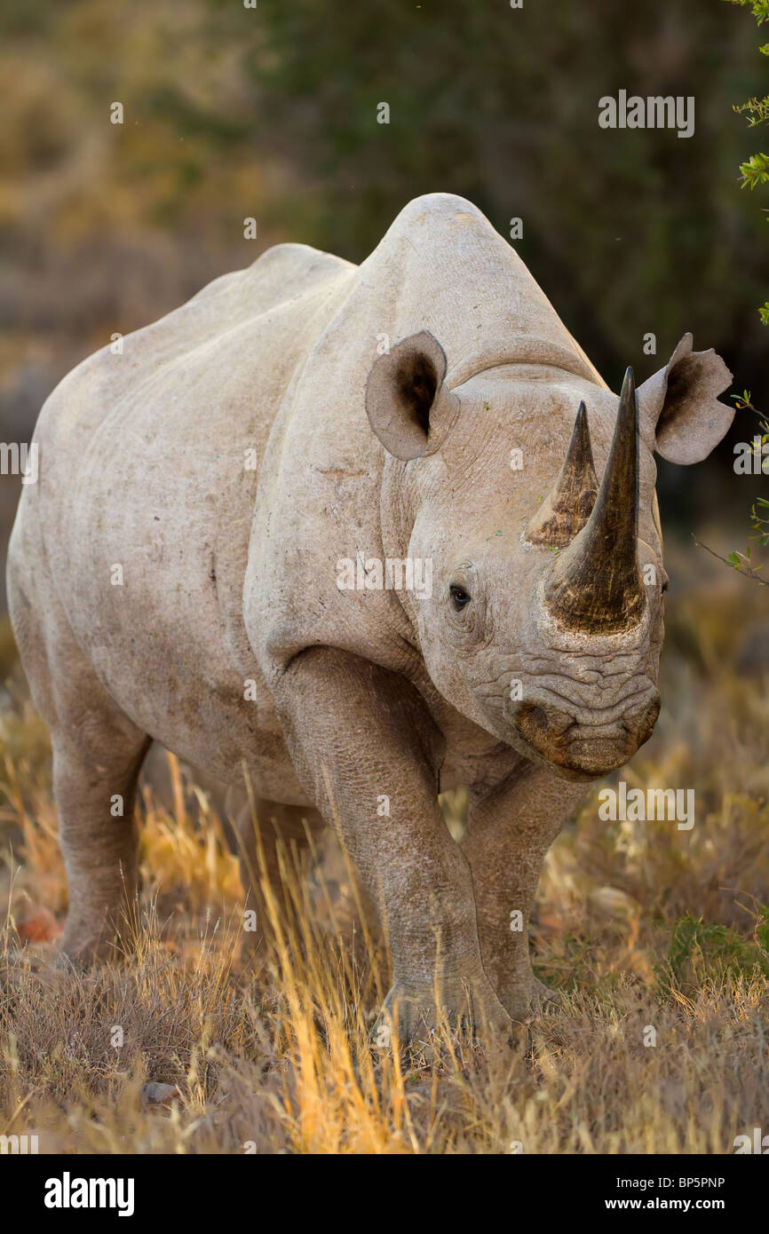 El rinoceronte negro retrato femenino. Y altamente amenazadas de animales cazados furtivamente. También son muy difíciles de ver en el Bush y principalmente nocturno. Foto de stock