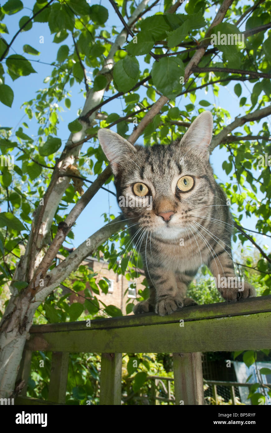 Al acecho fotografías e imágenes de alta resolución Alamy