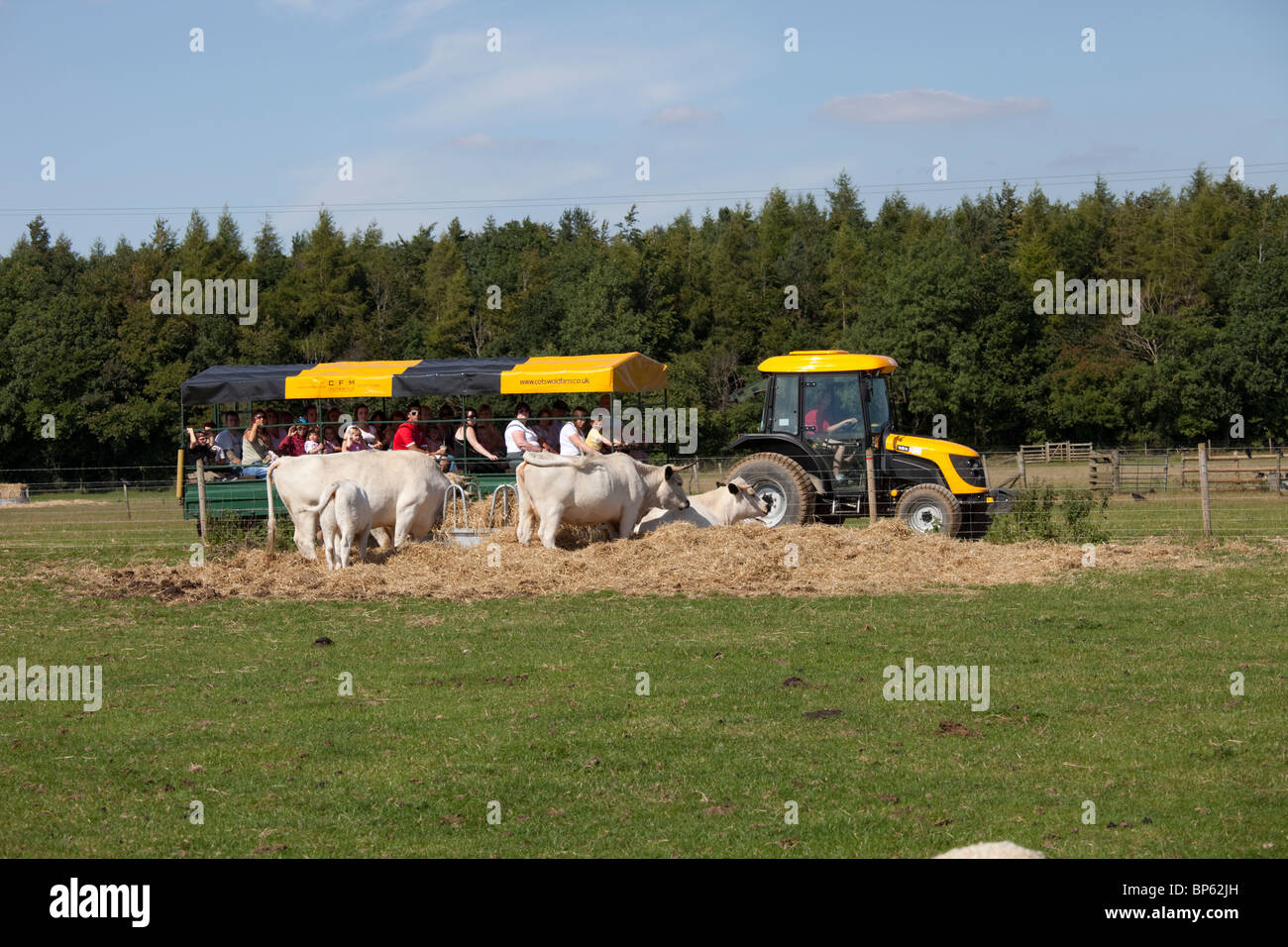 Los visitantes en la granja safari ride ver vacas y terneros Cotswold Farm Park UK Foto de stock