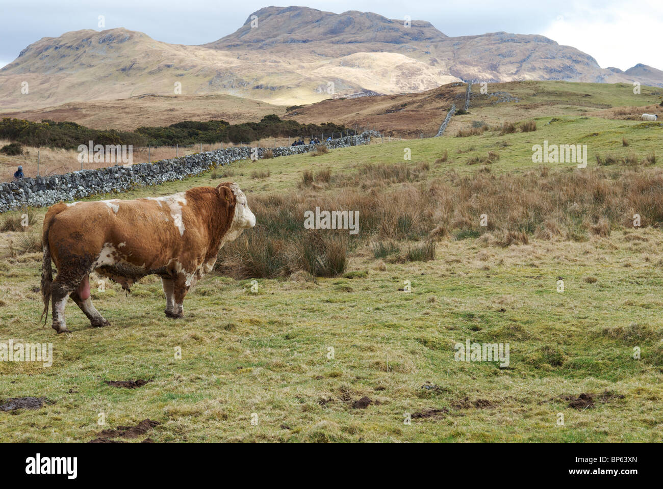 Una sola vaca, Kilchoan, Ardnamurchan, Scotland, Reino Unido Foto de stock