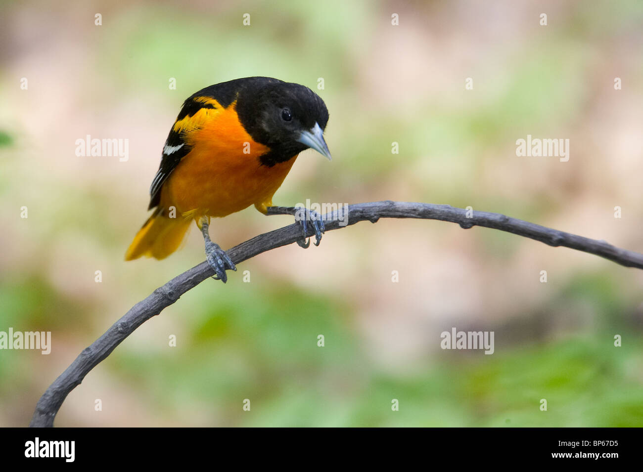 Baltimore oriole macho adulto en plumaje nupcial posado en una rama Foto de stock