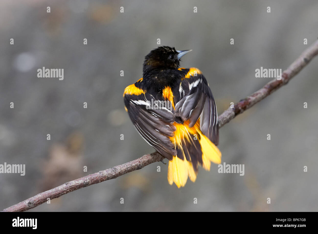 Macho adulto de Baltimore oriole posado en una rama después de un baño Foto de stock