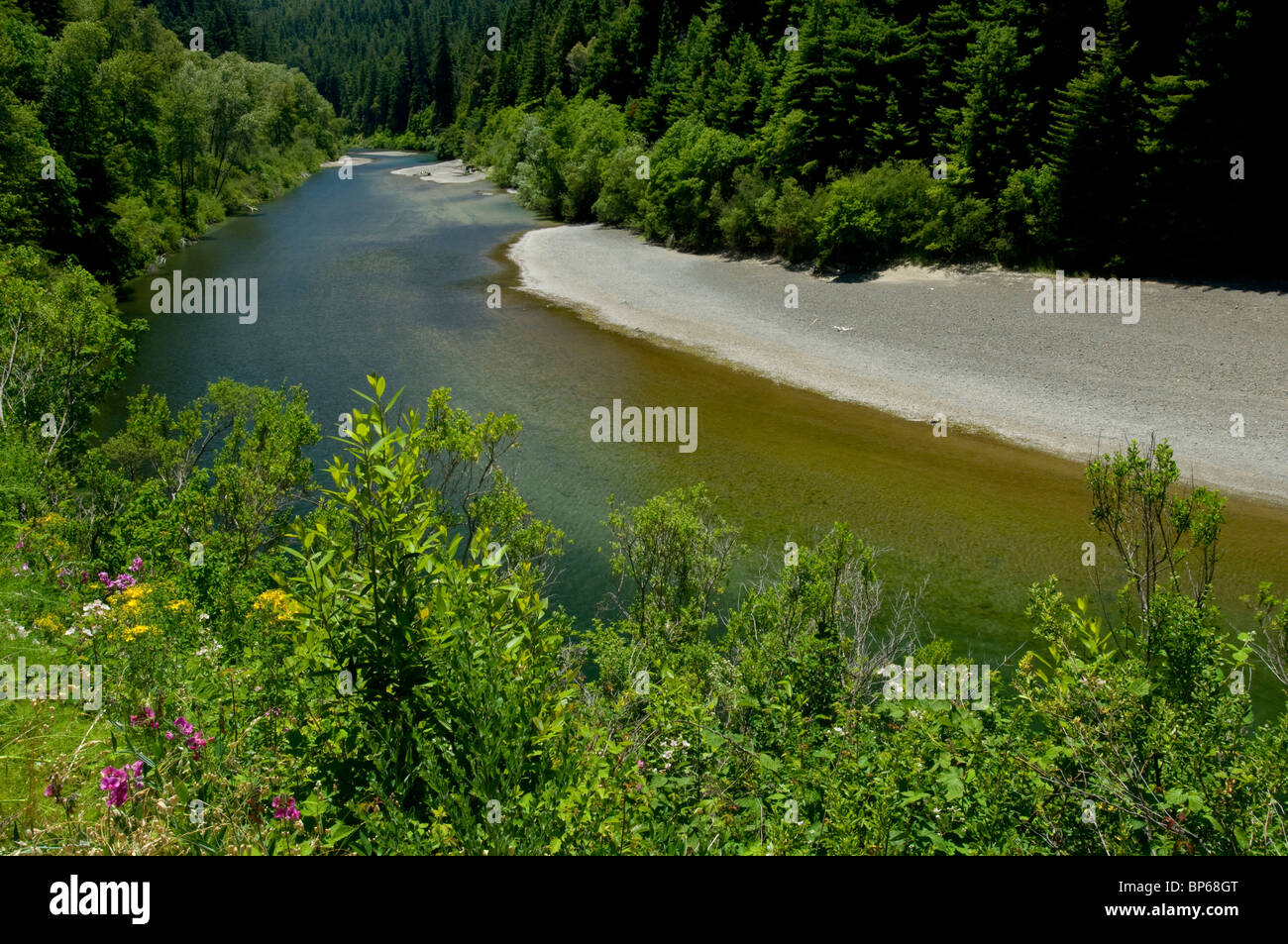 El río de la anguila, a lo largo de la Avenida de los gigantes, Humboldt County, California Foto de stock