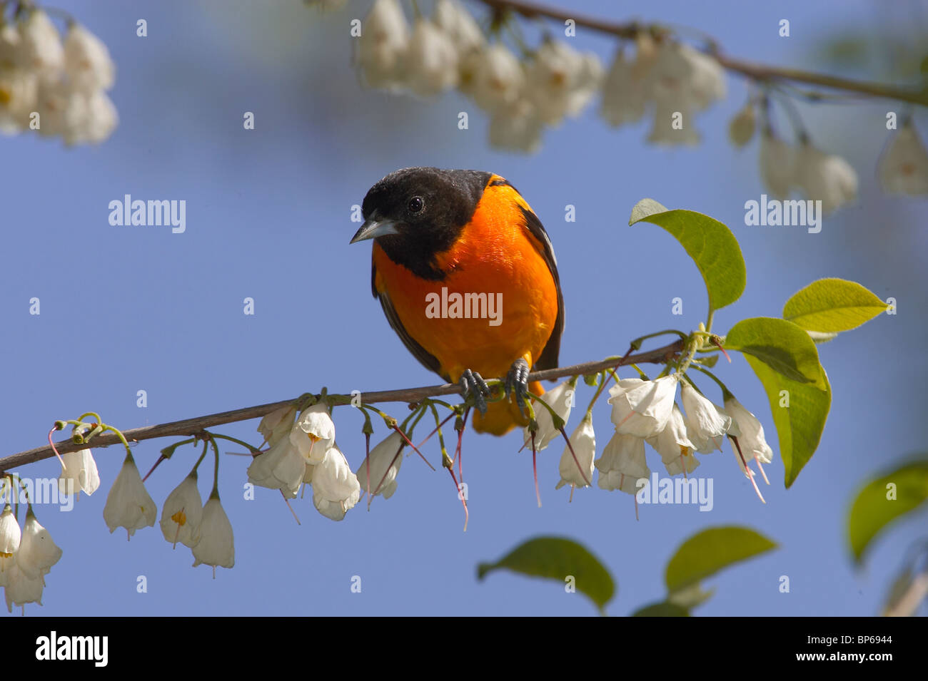 Macho adulto de Baltimore oriole encaramado en un árbol Silverbell Carolina Foto de stock