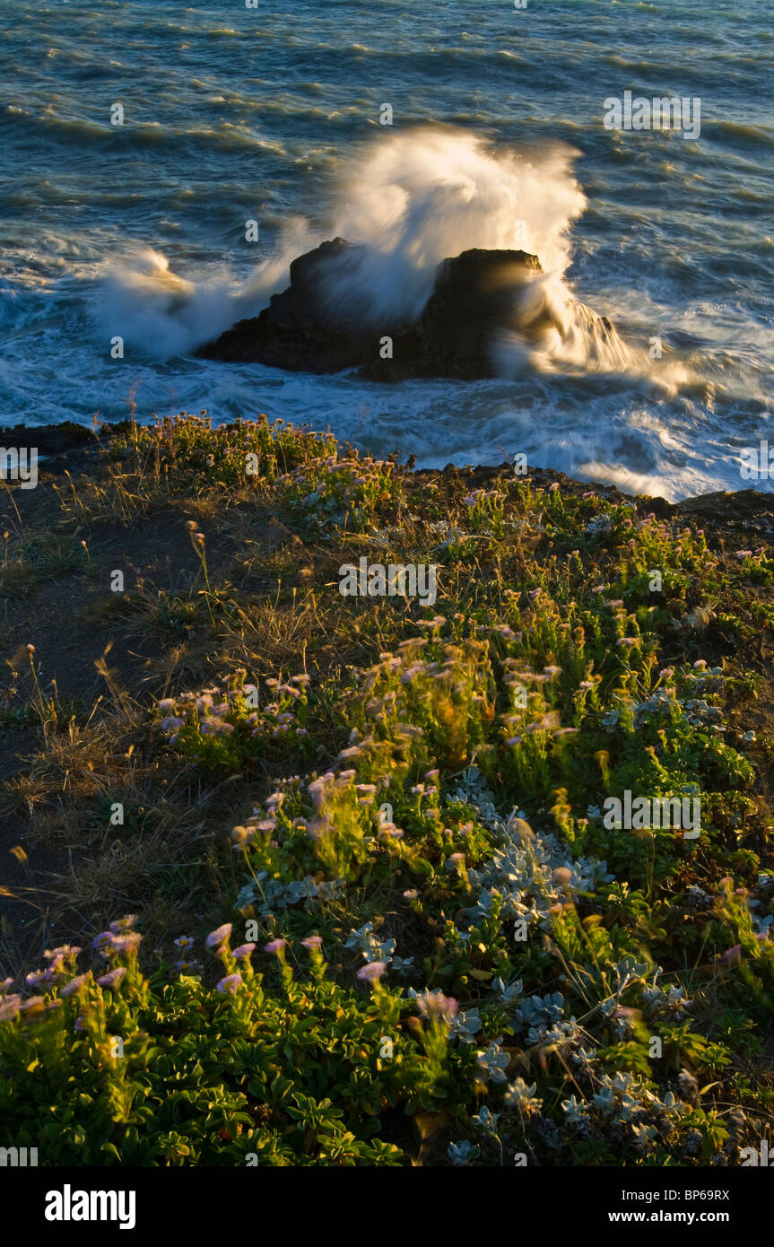 Windswept olas rompiendo sobre las rocas costeras en Shelter Cove, pérdida de costa, Humboldt County, California Foto de stock