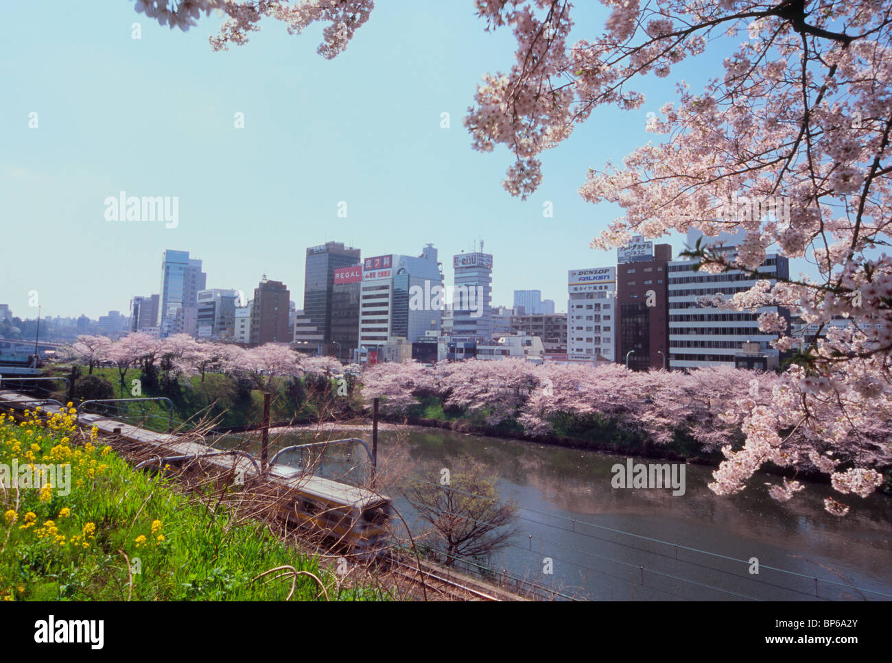 Canal Sotobori y cerezos en flor, Shinjuku, Tokio, Japón Foto de stock