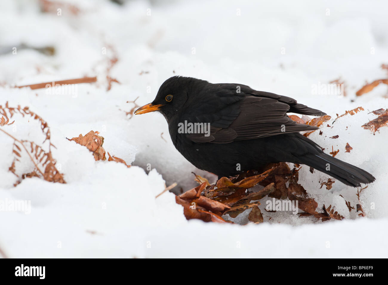 Macho, Mirlo Común Turdus merula, forrajeando en nieve profunda Foto de stock