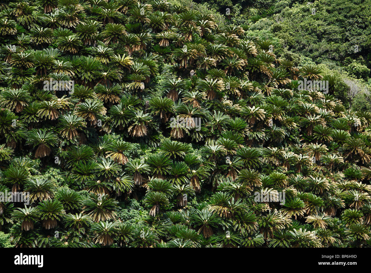 Cycas revoluta, Tatsugo, Oshima, Kagoshima, Japón Foto de stock