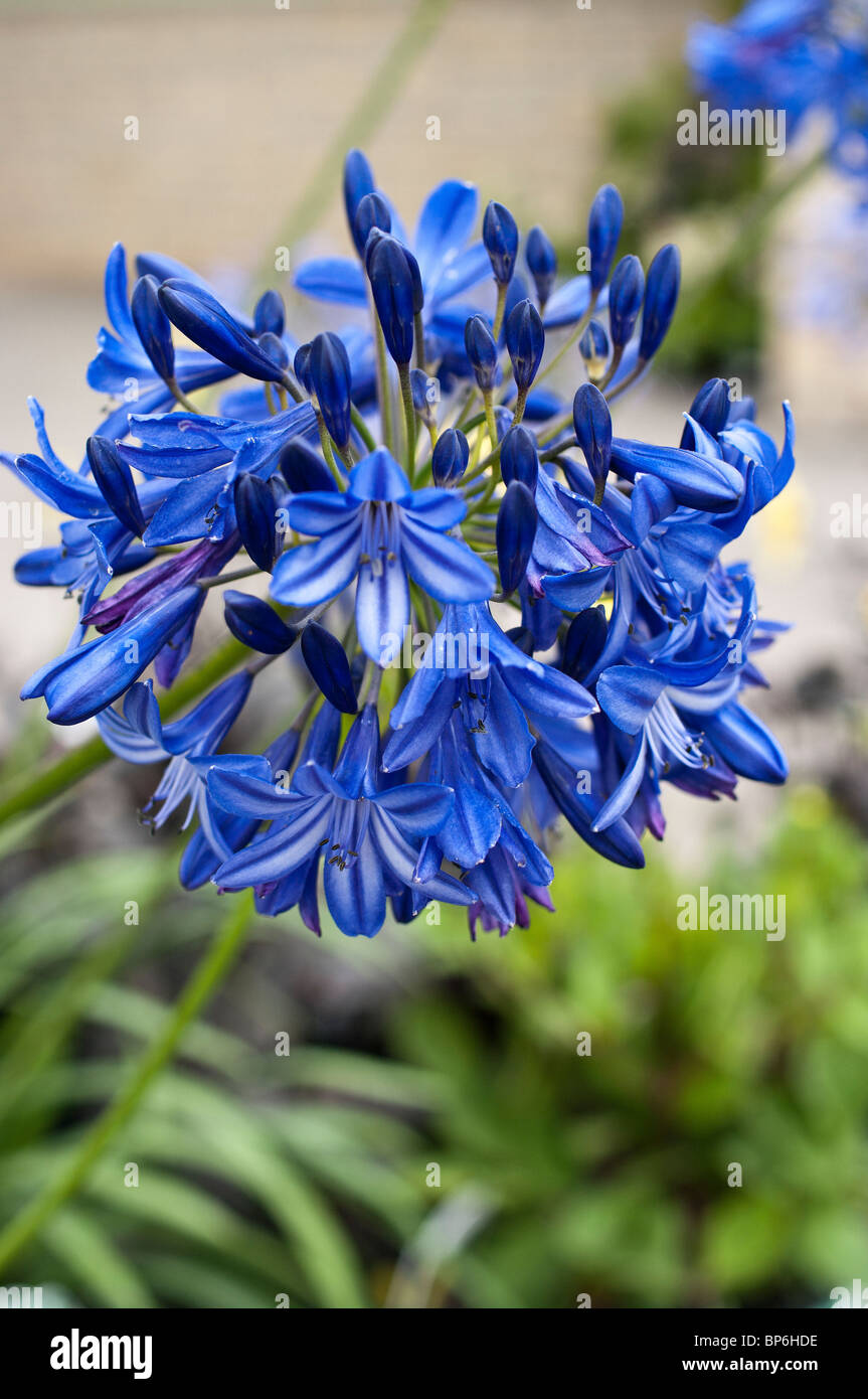 Floración de agapantos fotografías e imágenes de alta resolución - Alamy
