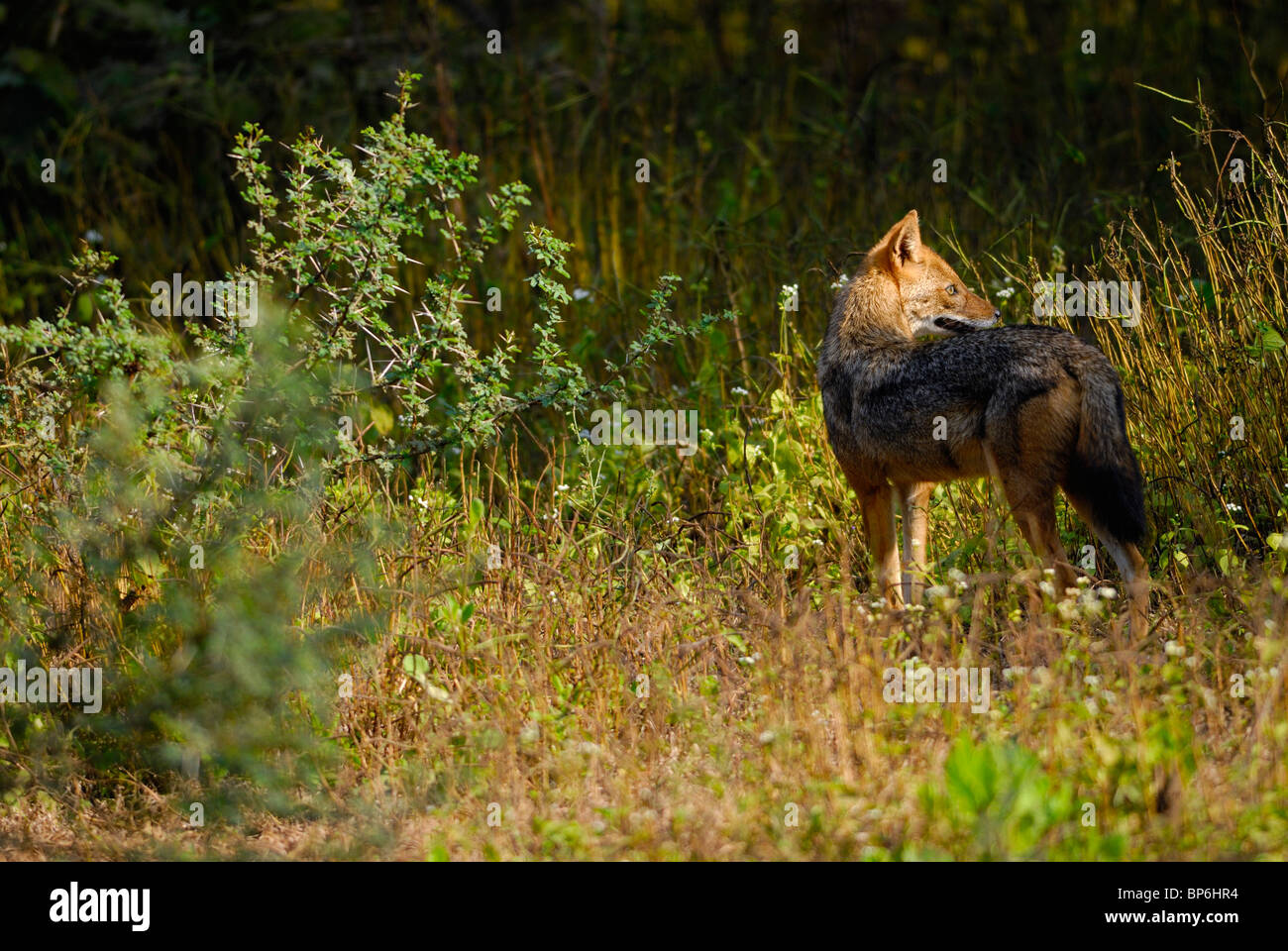 Indian Chacal Canis aureus Foto de stock