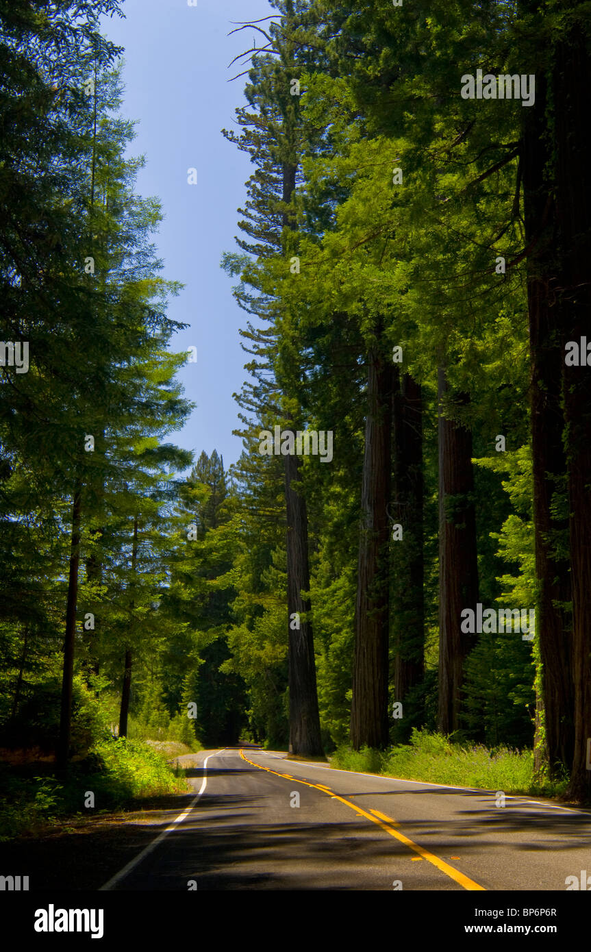 Camino a través de los árboles y el bosque de secoyas, la Avenida de