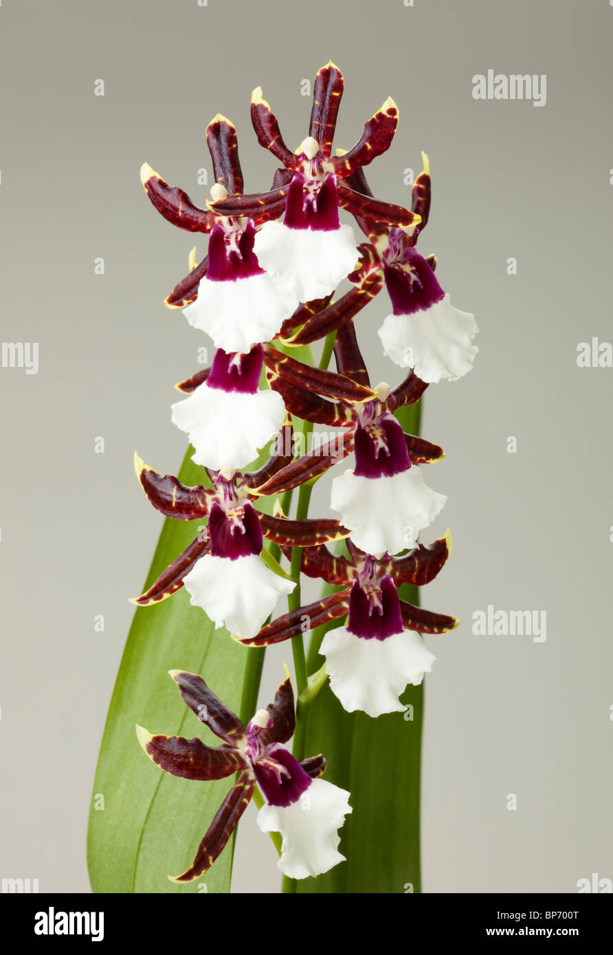 Orquidea cambria fotografías e imágenes de alta resolución - Alamy