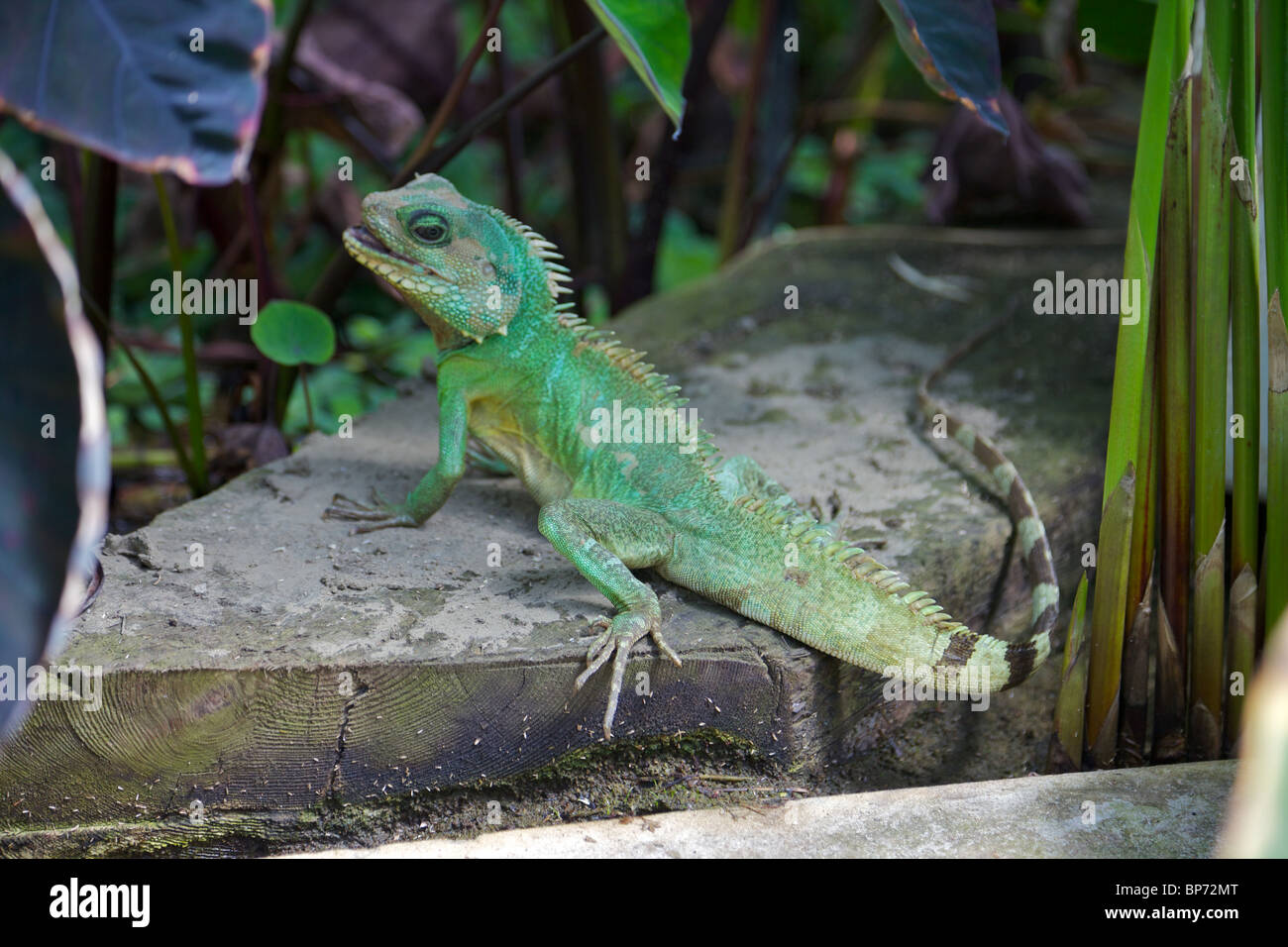 La iguana verde o Iguana común Foto de stock