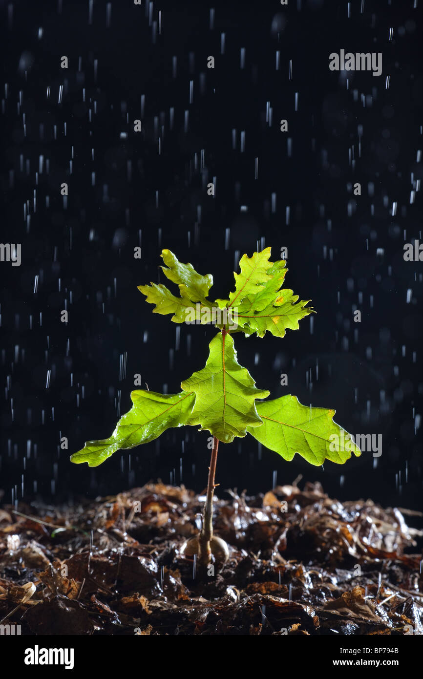 Plántulas de árboles de roble Quercus robur en luz de lluvia Foto de stock