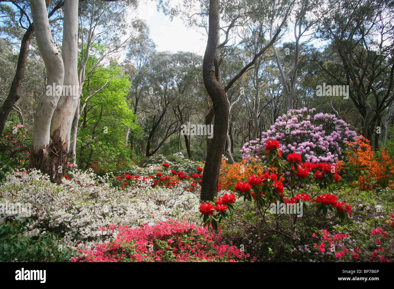 Flores de primavera en medio del bosque australiano en Blackheath Rhododendron Gardens en las Montañas Azules DE NUEVA GALES DEL SUR Foto de stock