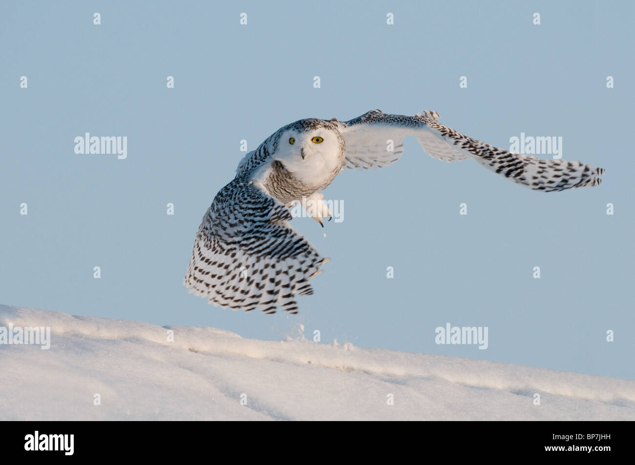 Búho nival (Bubo scandiacus, Nyctea scandiaca) en vuelo por encima de la nieve. Foto de stock