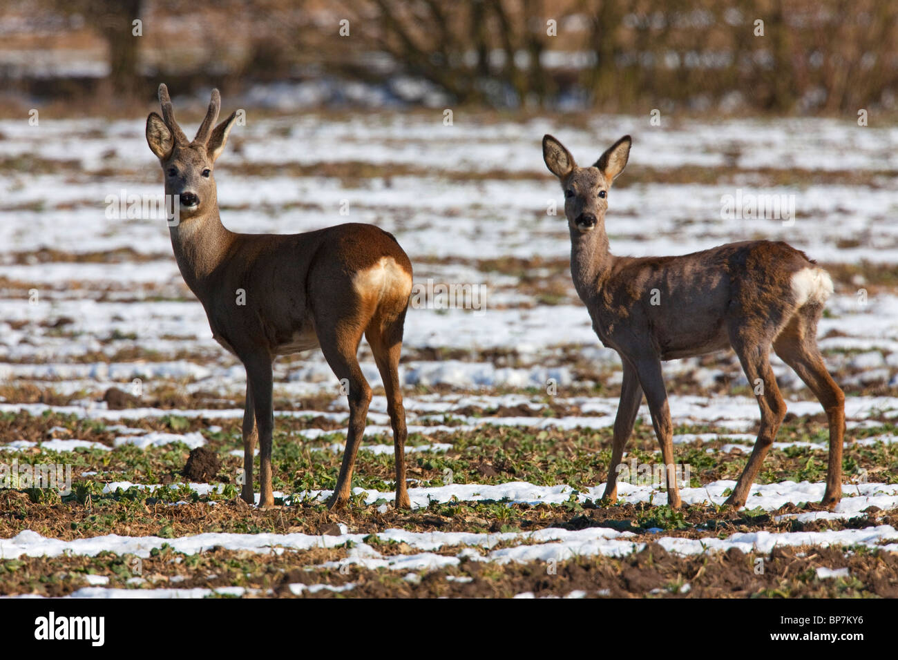 El corzo (Capreolus capreolus) buck y menor en campo en el invierno en la nieve, Alemania Foto de stock