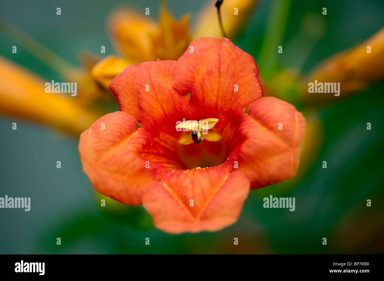 Una flor de la Trompeta, vid Campsis radicans. Oklahoma, Estados Unidos. Foto de stock