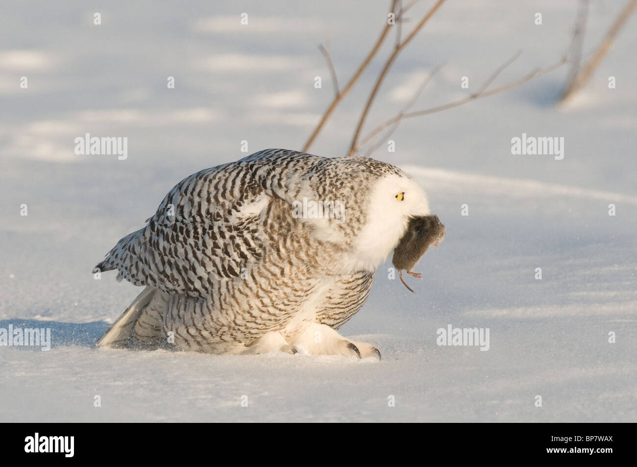 Búho nival (Bubo scandiacus, Nyctea scandiaca) de pie sobre la nieve con el ratón en su pico. Foto de stock