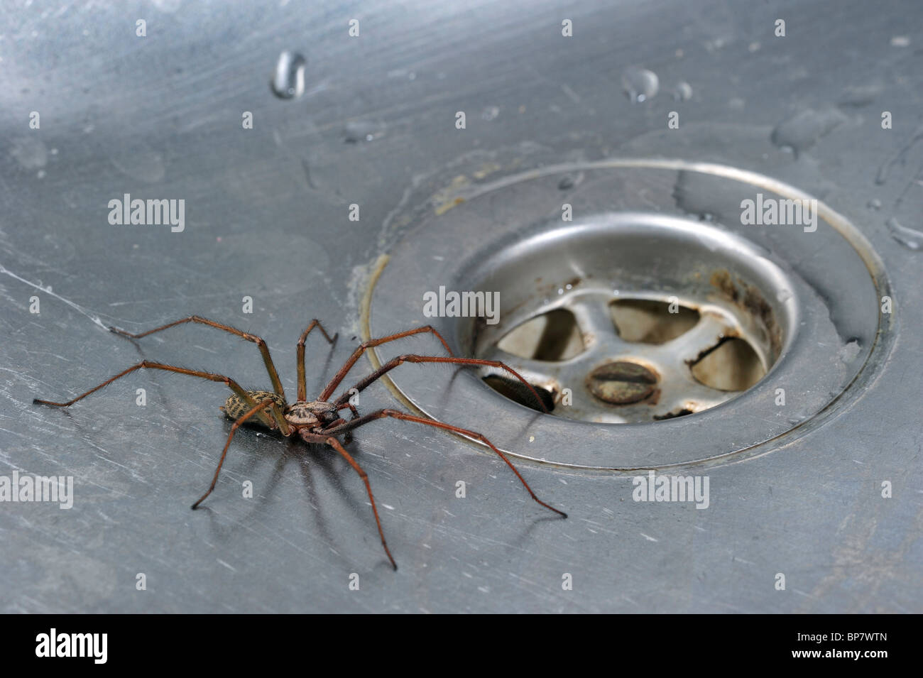 Casa Común Europea (araña Tegenaria atrica) en el lavabo de la cocina junto a plug-agujero, Bélgica Foto de stock