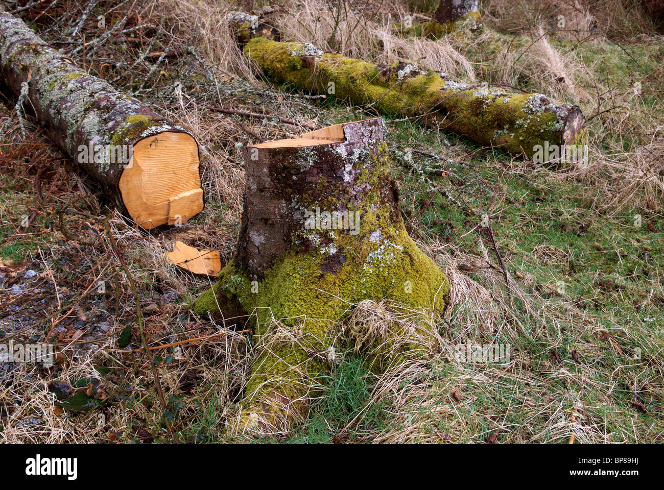 Madera cortada apilada en el bosque de salen, cerca del borde del agua del lago Loch Sunart, Scotland, Reino Unido Foto de stock