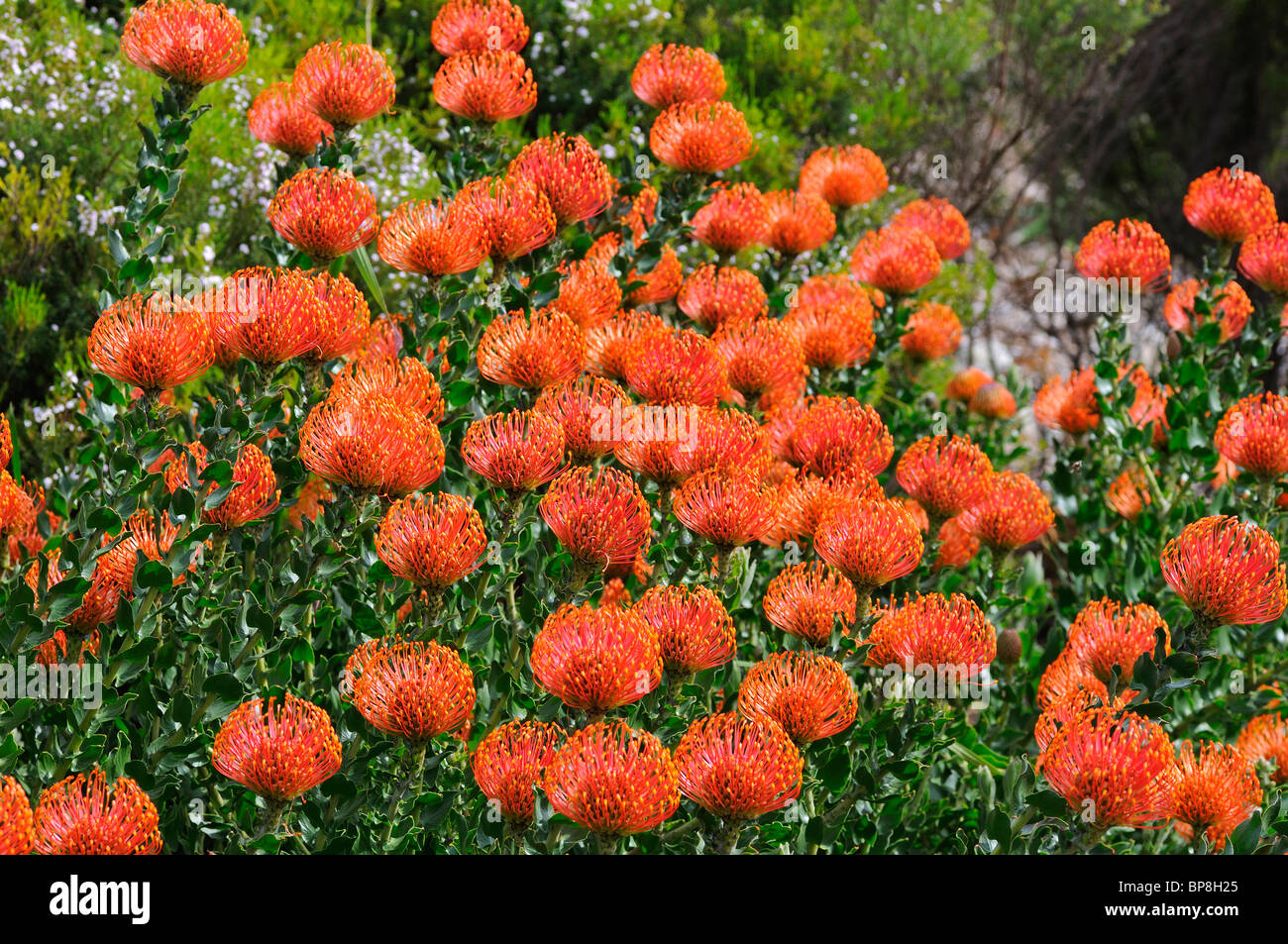 Leucospermum cordifolium, Reino Floral del Cabo, Proteacea, Sudáfrica Foto de stock