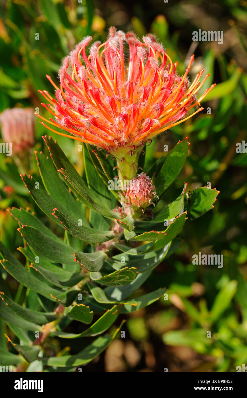 Leucospermum Hybride Scarlett la cinta de opciones, el Reino Floral del Cabo, Sudáfrica Foto de stock
