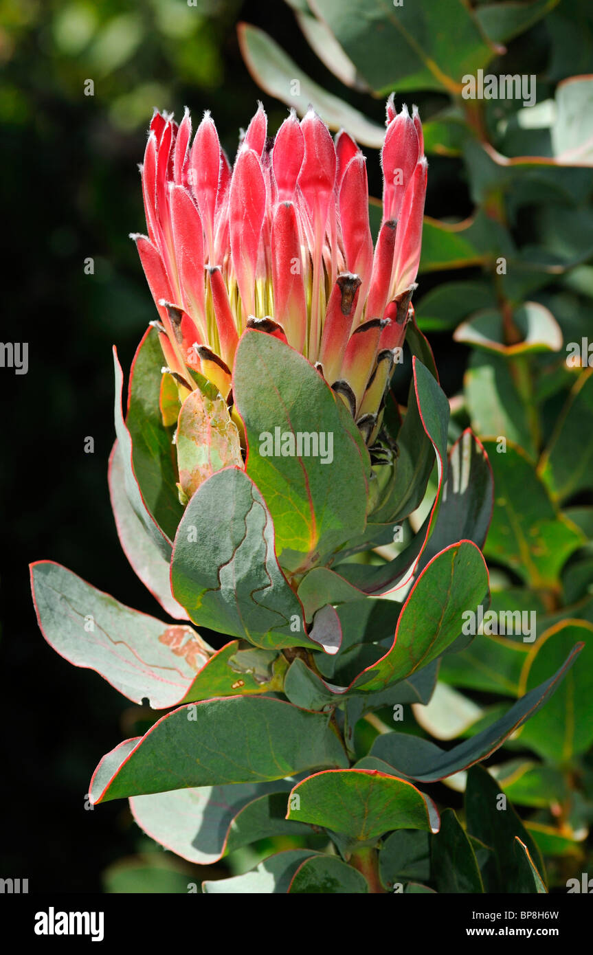 Protea Sylvia, Reino Floral del Cabo, Sudáfrica Foto de stock