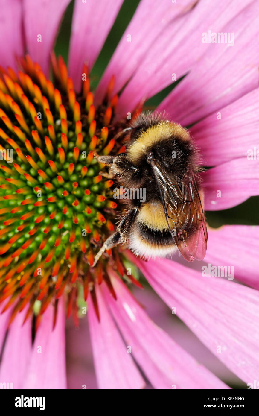 Una abeja cuco, Bombus sylvestris, alimentándose de una purple coneflower, Echinacea purpurea Foto de stock