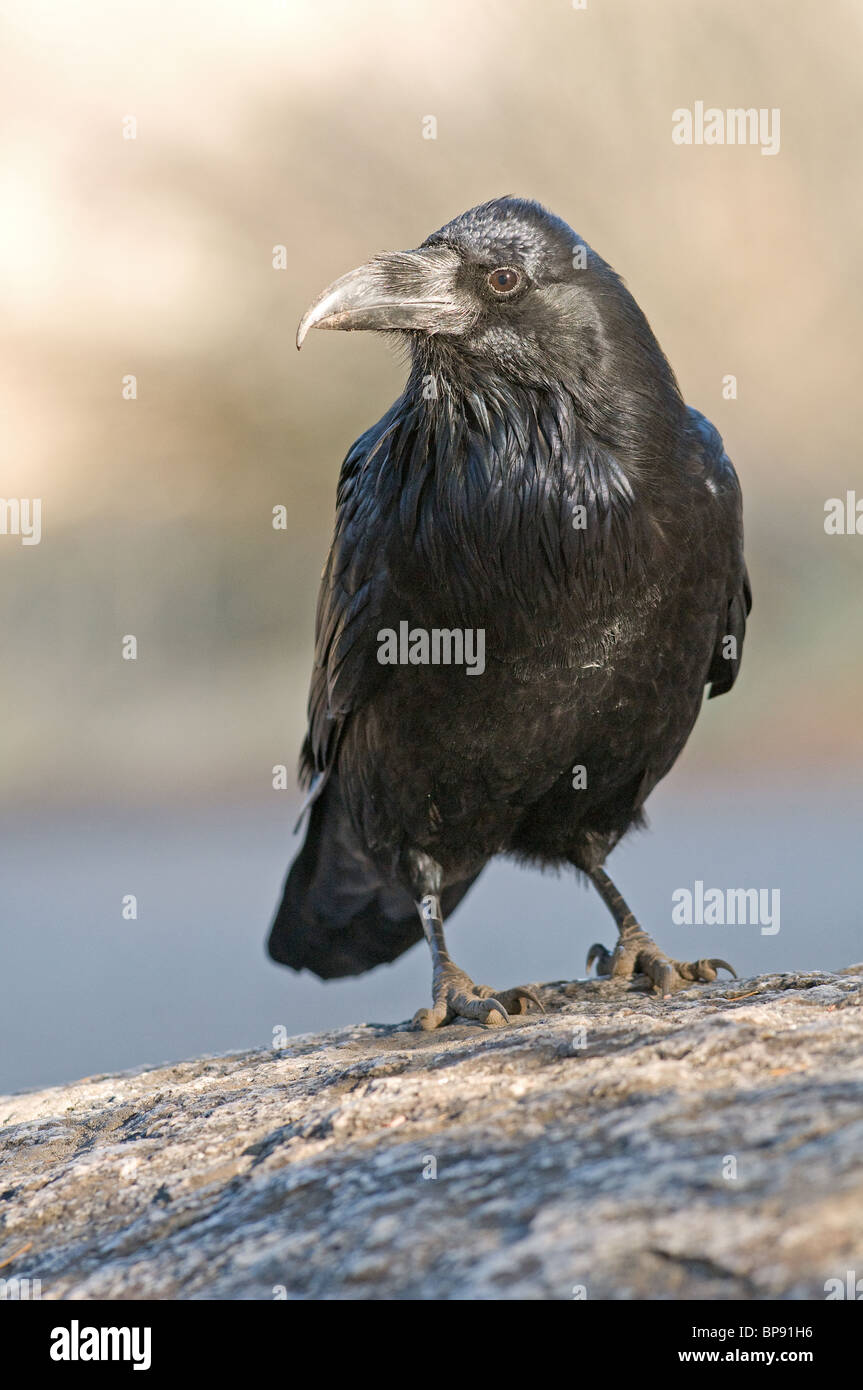 El Cuervo común (Corvus corax), adulto de pie sobre una roca. Foto de stock