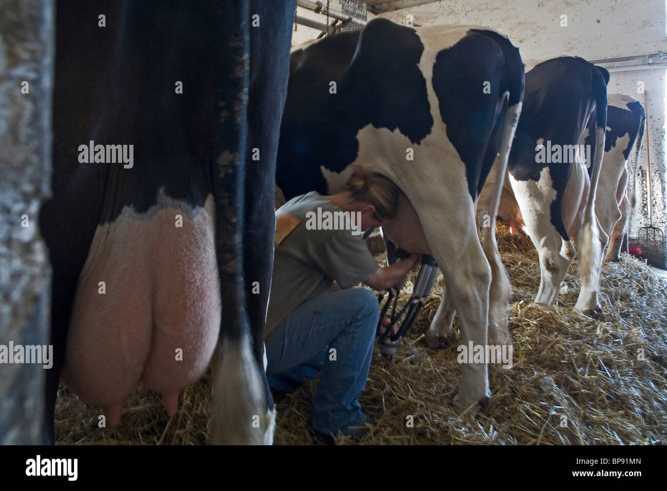 Ubre, ordeñar las vacas lecheras en cala, Hemme, norte de Alemania Foto de stock