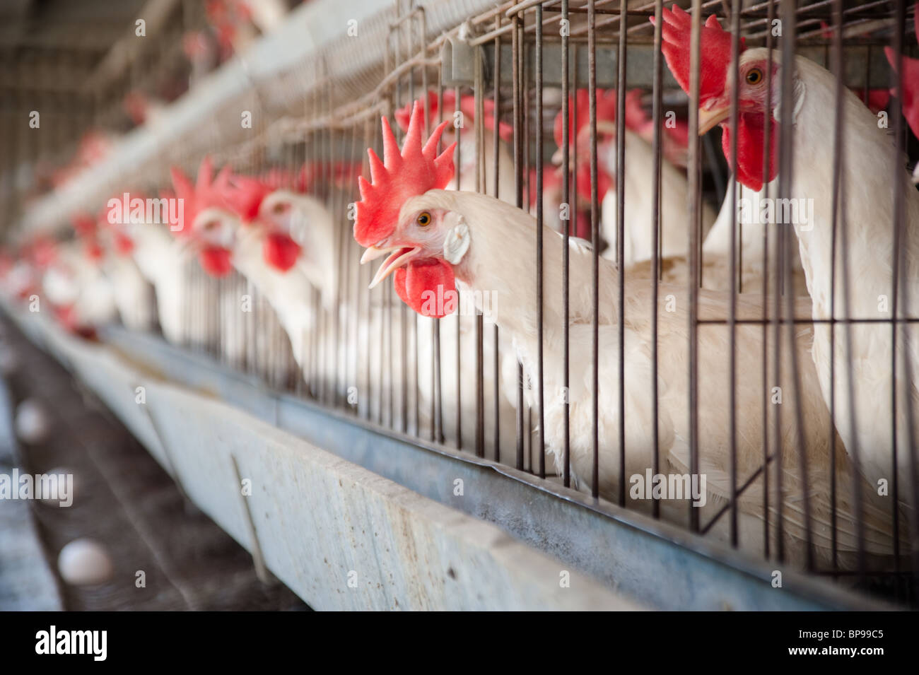Pollos en jaulas fotografías e imágenes de alta resolución - Alamy