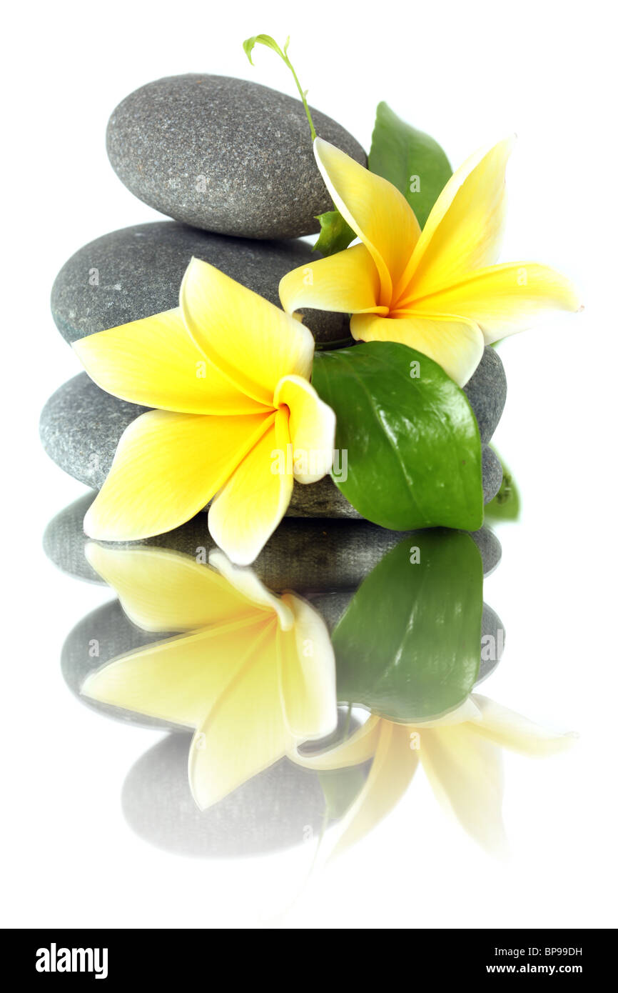 Flores amarillas sobre piedras apiladas - aislado en blanco Fotografía de stock - Alamy Flores amarillas sobre piedras apiladas - aislado en blanco Fotografía de stock - Alamy