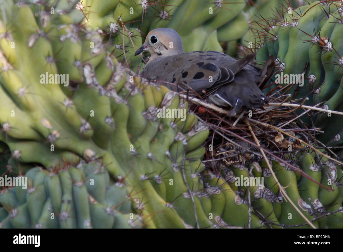 Paloma sentada en su endeble nido colocado sobre las ramas de un cactus, Phoenix, AZ Foto de stock