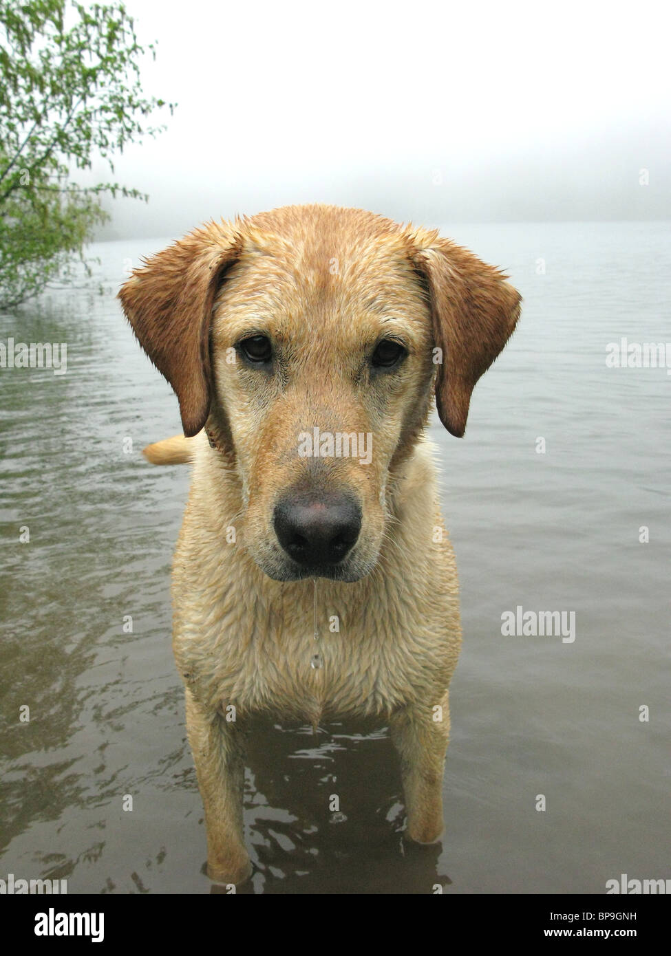 Retrato de Labrador amarillo de pie en el lago Foto de stock