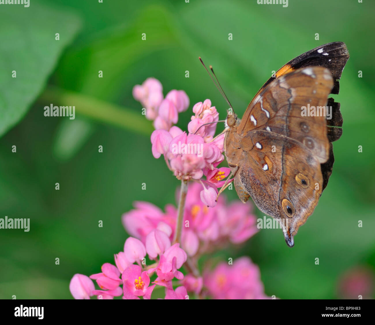 Hoja de otoño se alimenta de una mariposa rosa Buganvilla flor - Doleschallia Bisaltide Pratipa Foto de stock