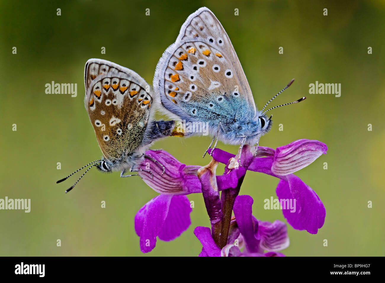 Las mariposas azules común mariposa Polyommatus icarus apareamiento alas verde orquídea Anacamptis morio Foto de stock