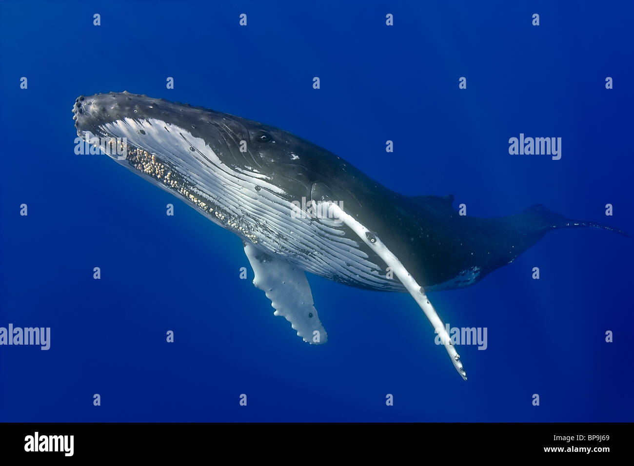 La ballena jorobada, Megaptera novaeangliae, Hawaii, USA, Océano Pacífico Foto de stock