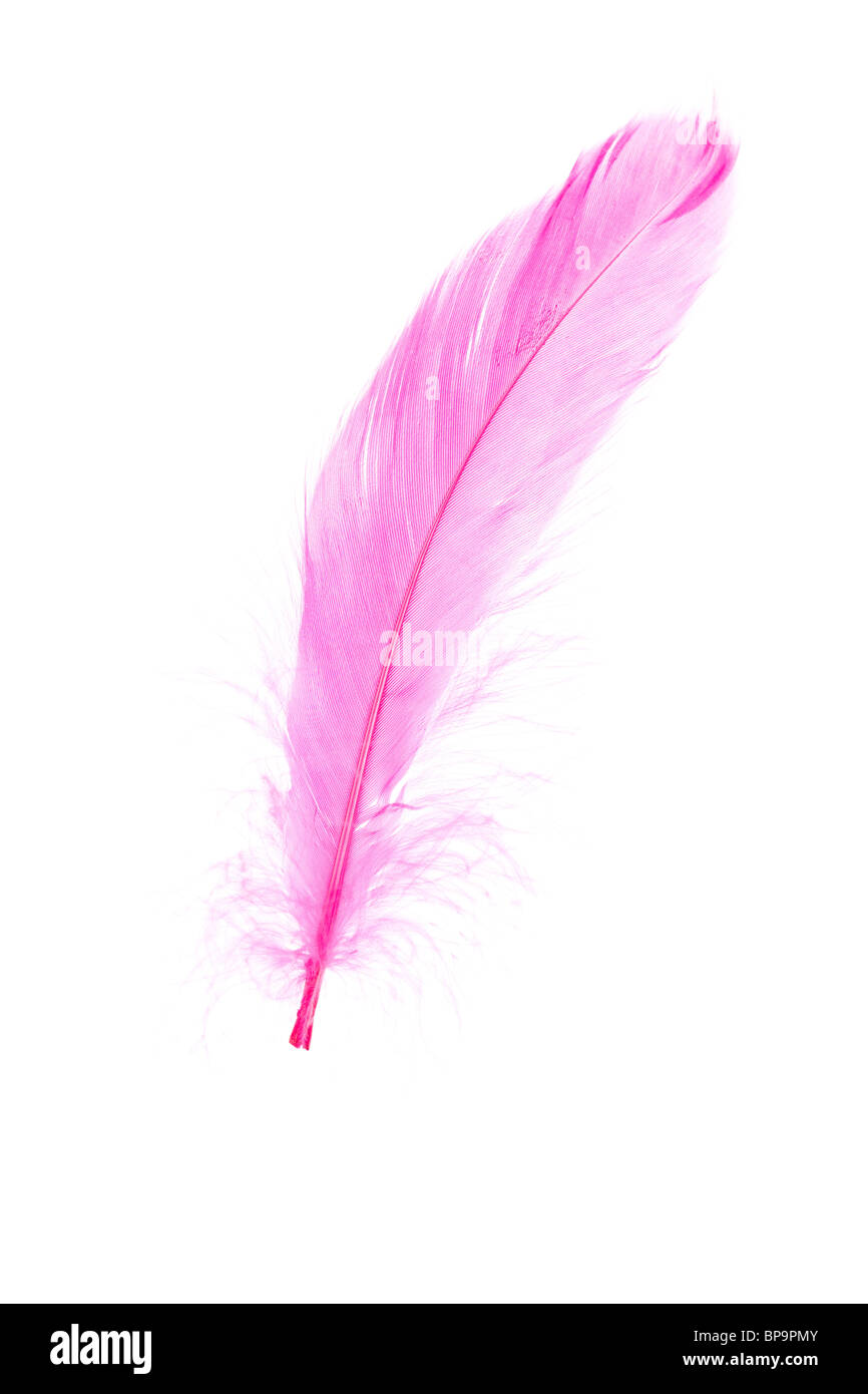Pluma rosa Imágenes recortadas de stock - Alamy