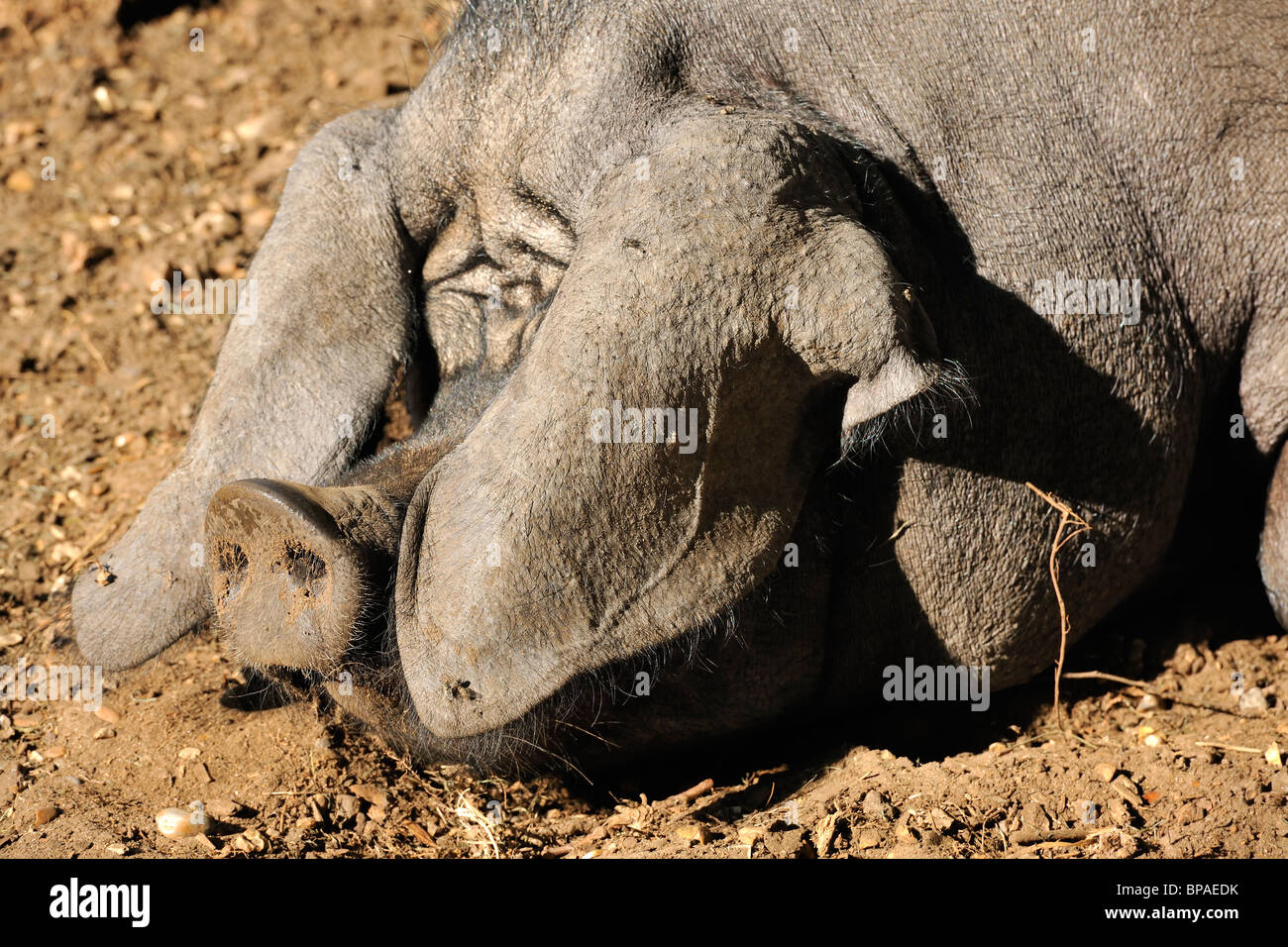 Dormido - un cerdo disfrutando del sol de verano Foto de stock