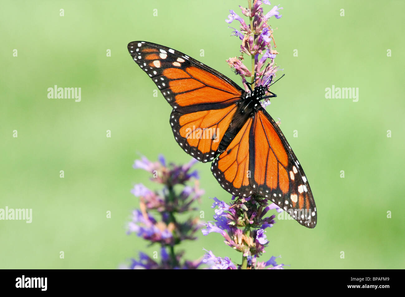 Mariposa Monarca, Danaus plexippus, con alas extendidas alimentándose
