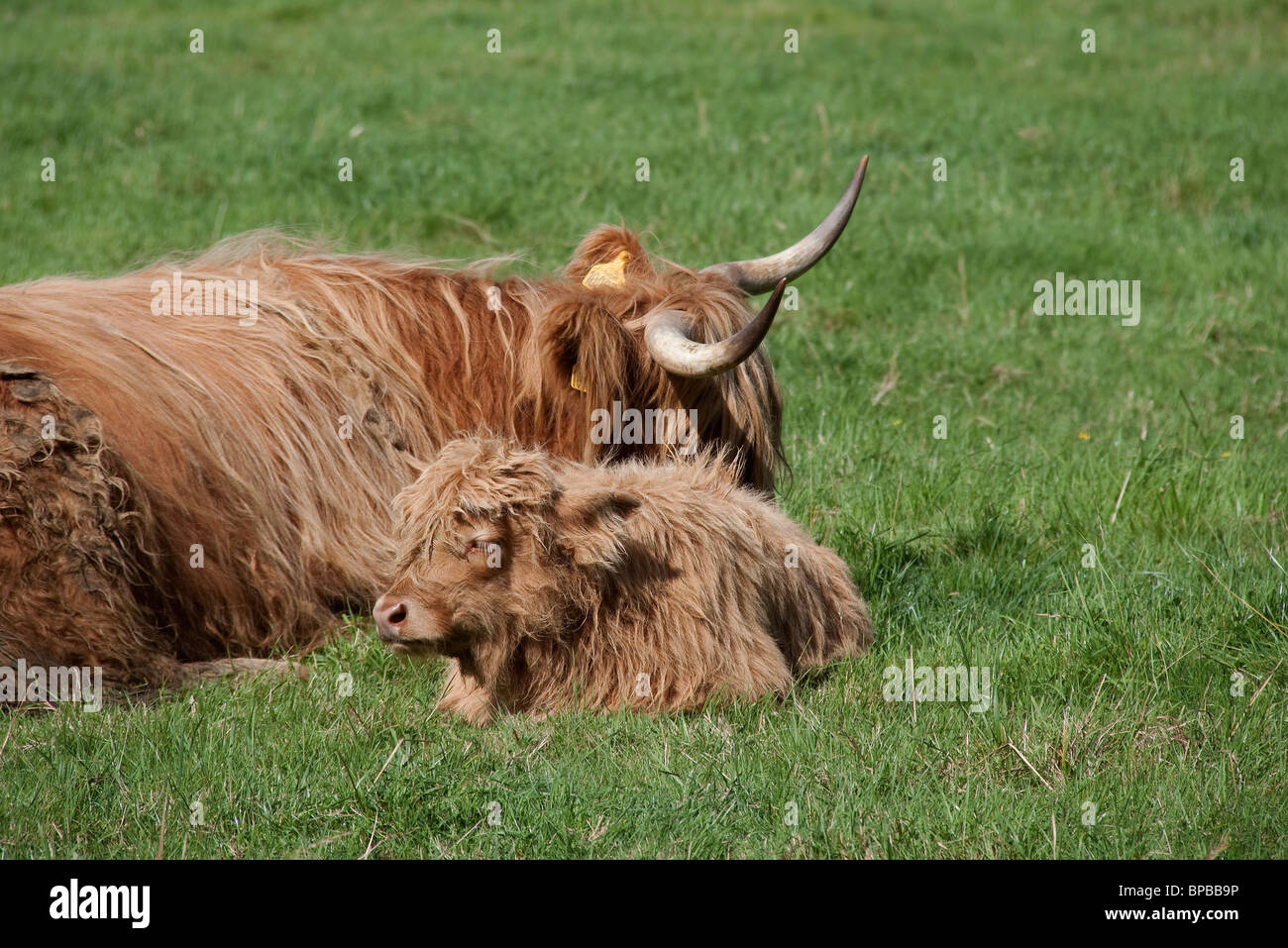 Bovino escocés que dormir en la pradera Foto de stock